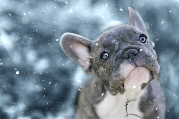 Winter Health for Your Dog