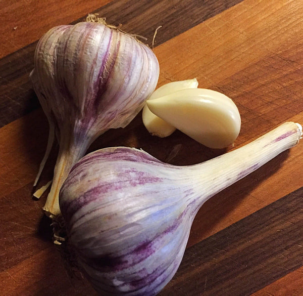 Garlic for Dogs? Yes!