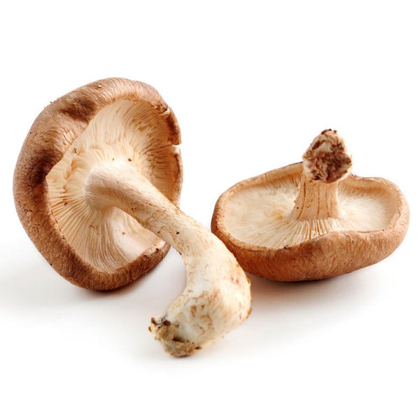 Mushrooms for Pet Health