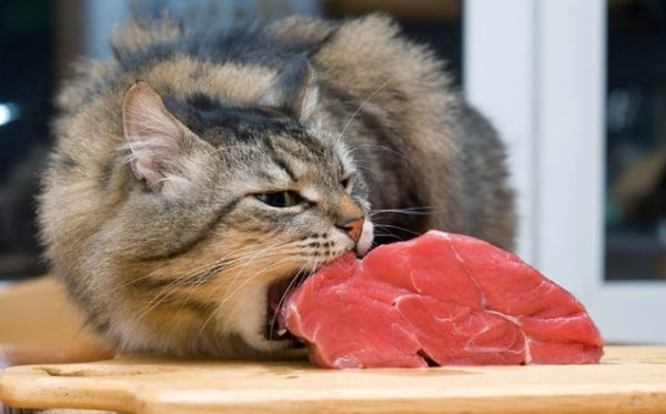 Pet Age: Making the Case for Raw Food